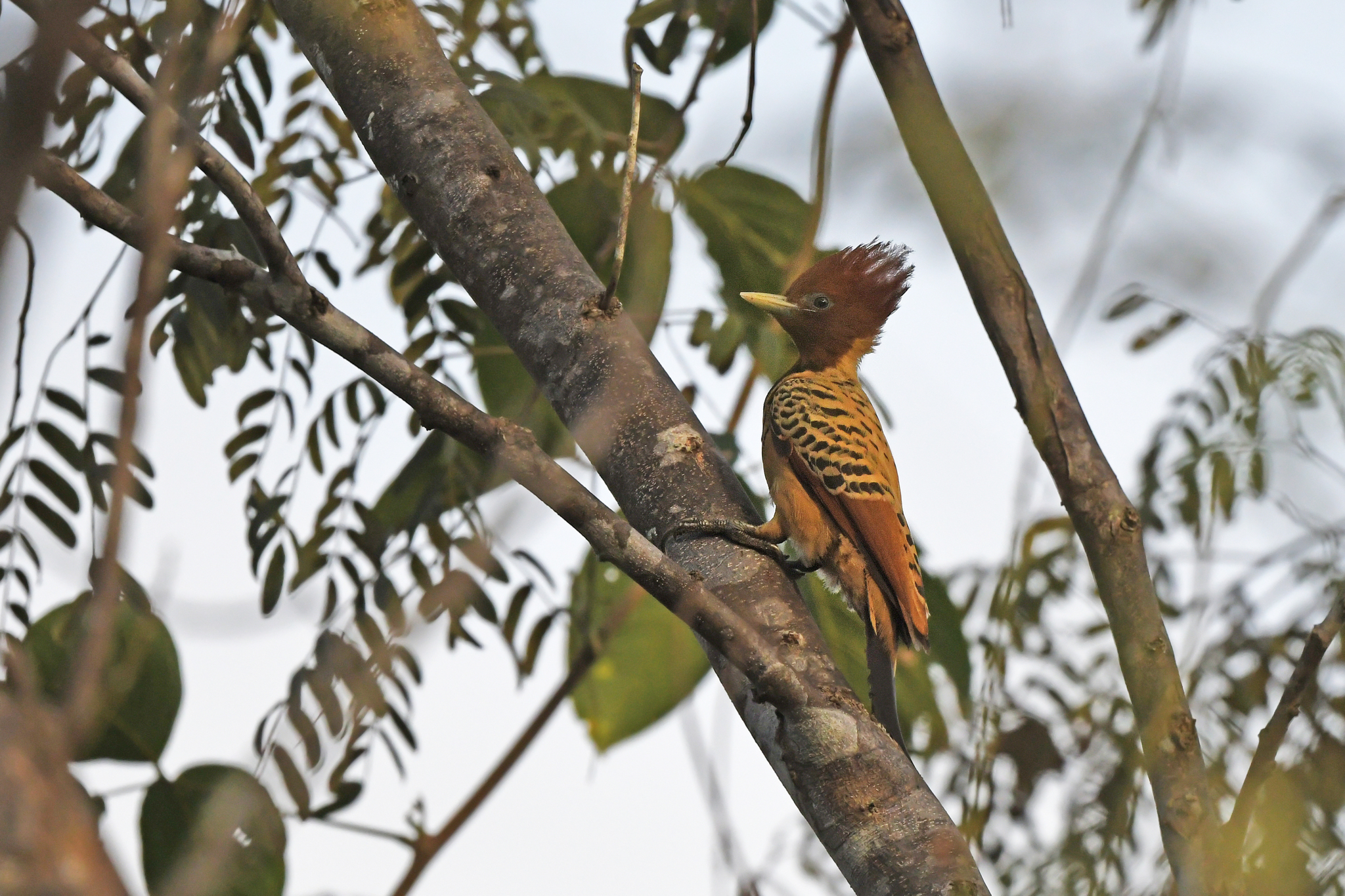 Kaempfer's Woodpecker (Celeus obrieni), photo 8