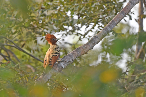 Kaempfer's Woodpecker (Celeus obrieni), photo 9