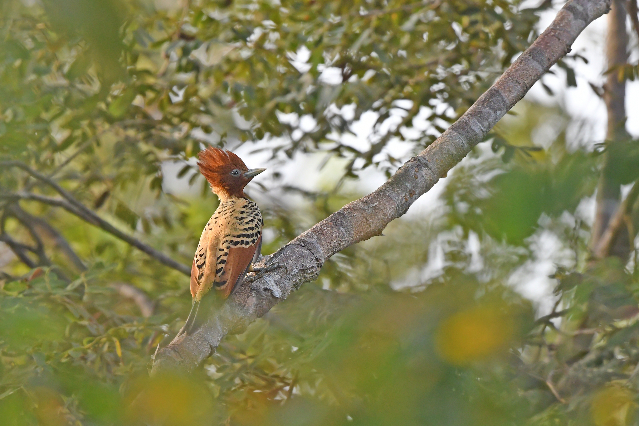 Kaempfer's Woodpecker (Celeus obrieni), photo 9