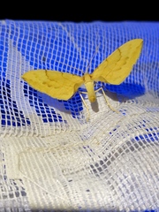 Gandaritis pyraliata