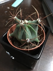 Gymnocalycium