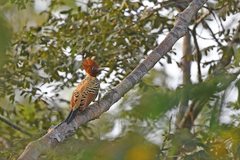 Kaempfer's Woodpecker photo 4