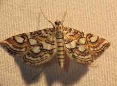 Elophila ekthlipsis