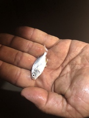 Trachinotus
