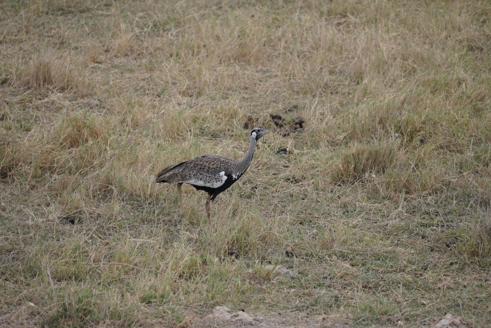 Hartlaub's Bustard (Lissotis hartlaubii), photo 5
