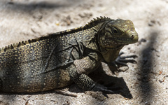 Cyclura nubila