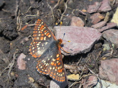 Euphydryas
