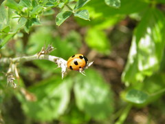 Coccinella magnifica