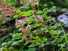 Astilbe macroflora