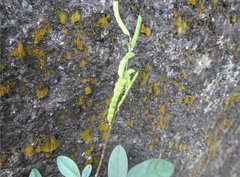 Grona heterocarpos angustifolia