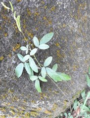 Grona heterocarpos angustifolia