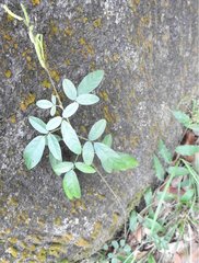 Grona heterocarpos angustifolia