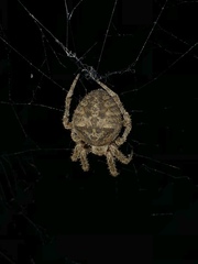 Araneus andrewsi
