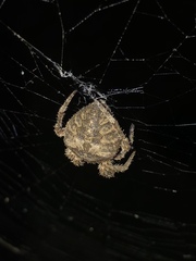 Araneus andrewsi