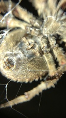 Araneus andrewsi