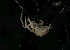 Araneus andrewsi