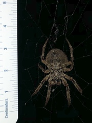 Araneus andrewsi