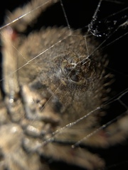Araneus andrewsi