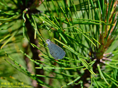 Celastrina oreas