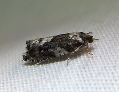 Gypsonoma adjuncta