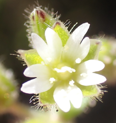 Cape Mouse-ear Chickweed (Cerastium capense)