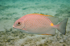 Siganus guttatus