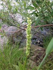 Platanthera huronensis