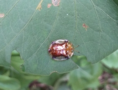 Aspidimorpha quinquefasciata