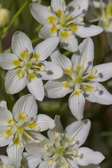 Toxicoscordion micranthum