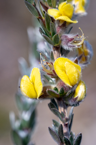 Caledon Capegorse (Aspalathus caledonensis)