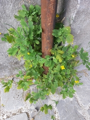Chelidonium majus