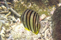 Chaetodon octofasciatus