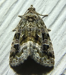 Protodeltote muscosula