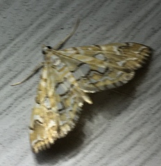 Elophila icciusalis