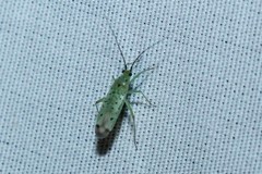 Orthotylinae