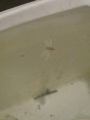 Kalotermitidae