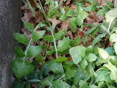 Miyagia pseudosphaeria