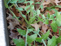 Miyagia pseudosphaeria