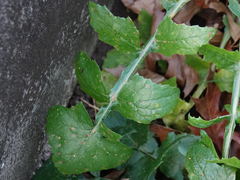 Miyagia pseudosphaeria