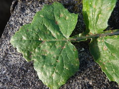 Miyagia pseudosphaeria