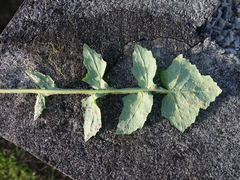 Miyagia pseudosphaeria