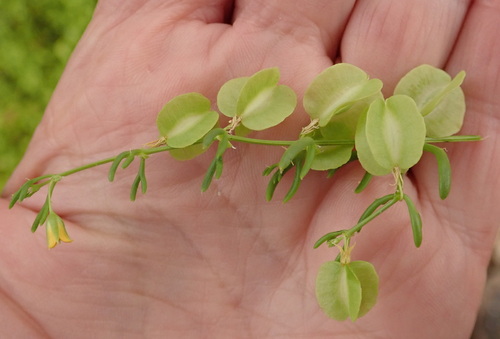 Image of Climbing Twinleaf (Roepera eremaea) by (c) Ruth Palsson, some rights reserved (CC BY-SA)