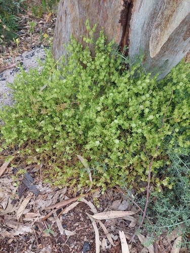 Climbing Twinleaf (Roepera eremaea)