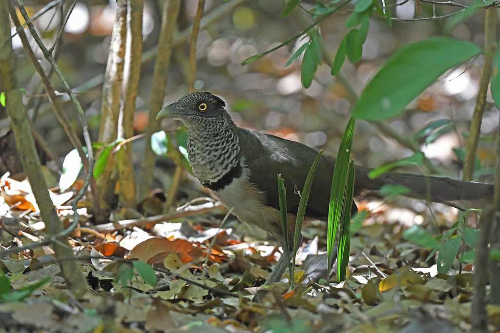 Rufous-Vented Ground-Cuckoo