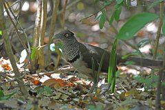Rufous-Vented Ground-Cuckoo photo 1
