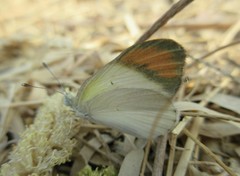 Colotis etrida