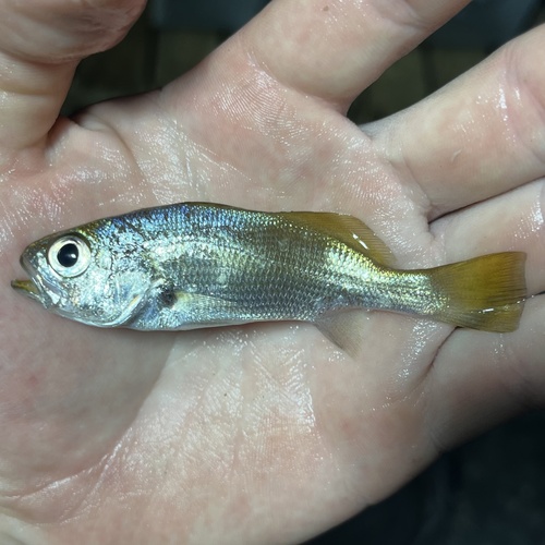 Brown large-eyed croaker (Odontoscion dentex) — Sciaenidae — 2