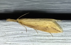 Donacaula sordidellus