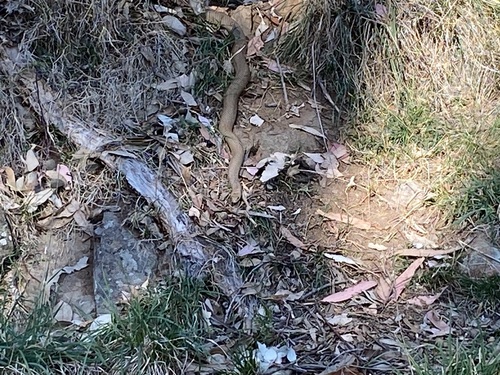 Eastern Brown Snake sighting
