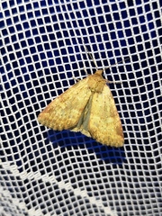 Photedes minima